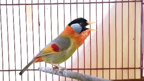 Kicauan Keras Burung Pancawarna Gacor