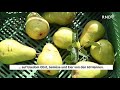 Mehr als Bio in Vorpommern: Feldarbeit nur mit Pferden