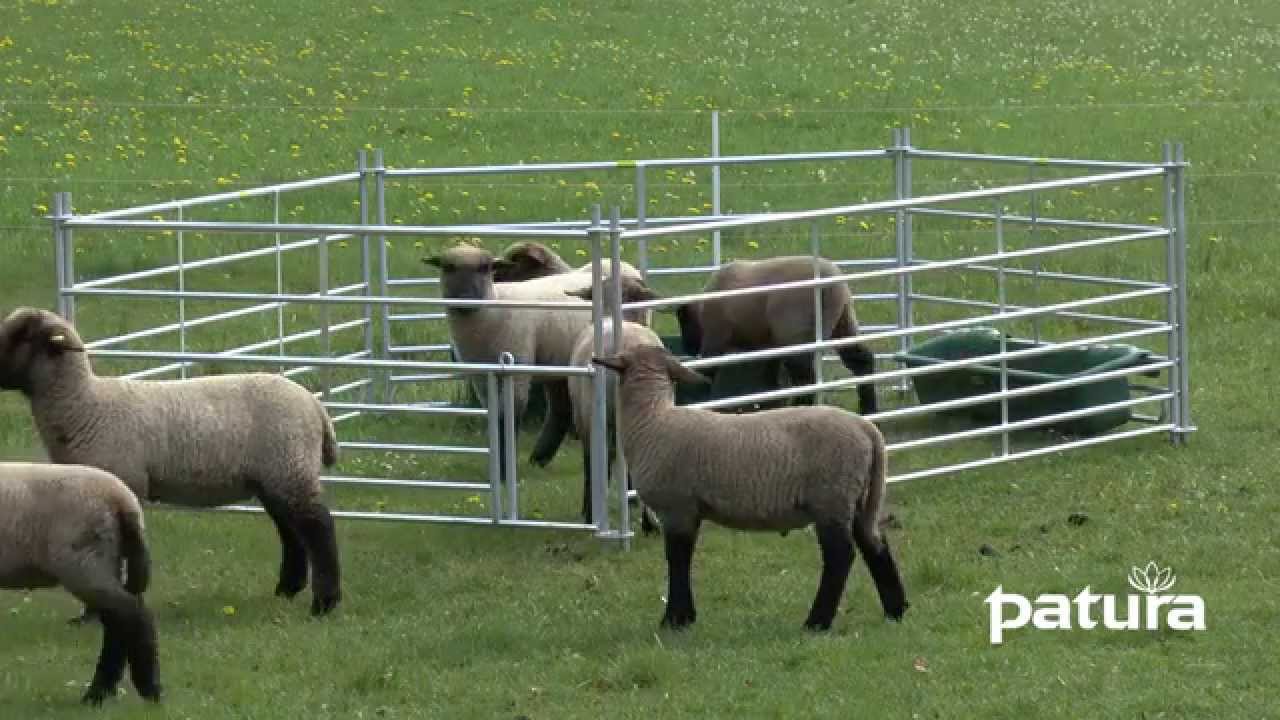 Patura Hurdle With Adjustable Lamb Creep Youtube