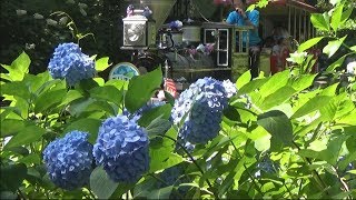 初夏を彩る　としまえん 　あじさい祭り
