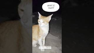 THERE IS A SPIRIT #cats #shortsfeed #viralvideo og sound is @dustymdouglas