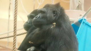 Daughter gorilla cuddles up to her listless motherShabani Group