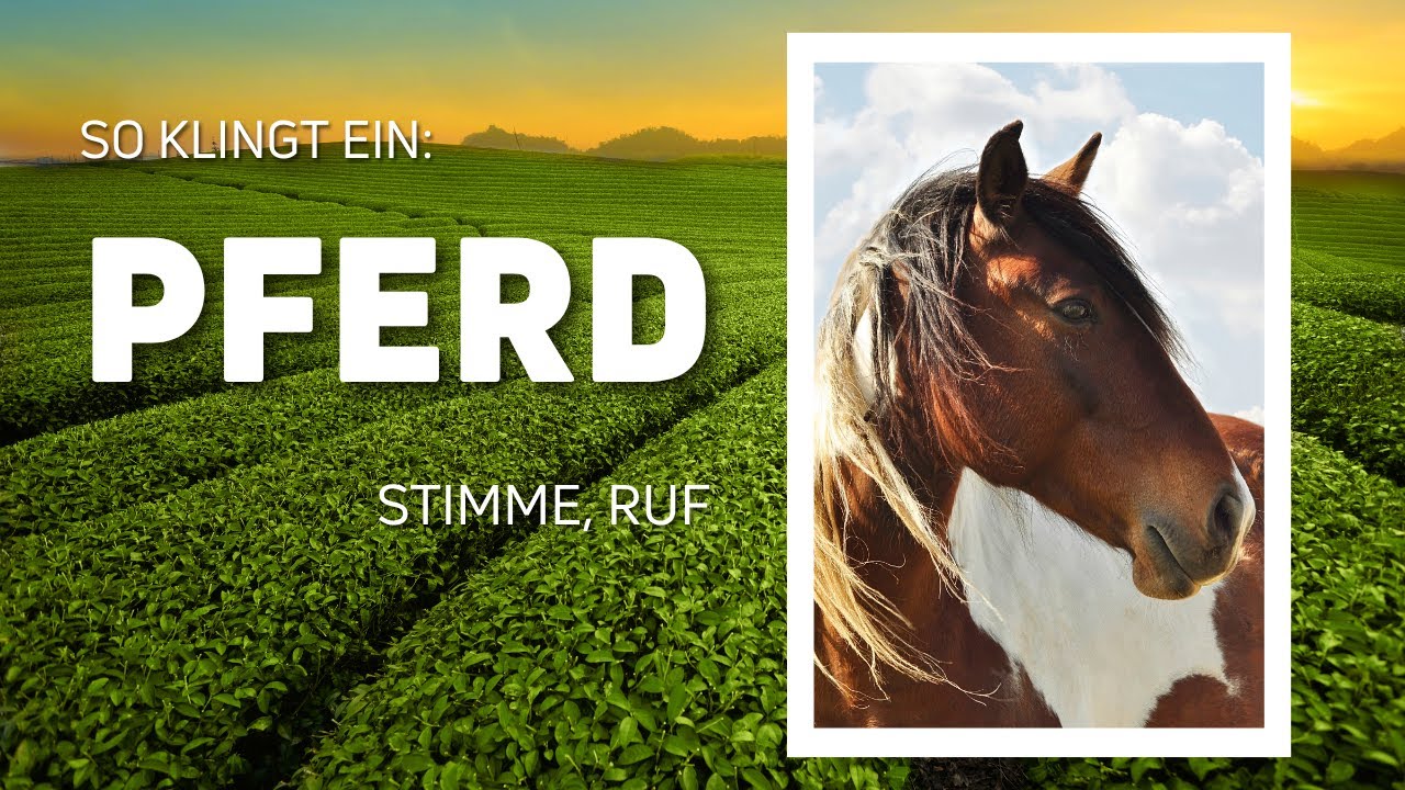 Tiergeräusche & Namen für die Kleinsten: Pferd / Pferde Wiehern - (DEUTSCH) 🐎