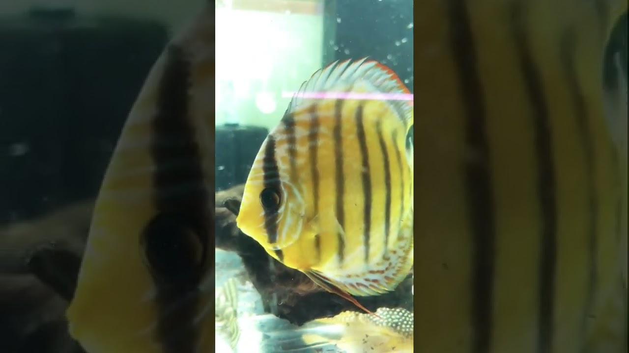 Wild Discus Fish V116 