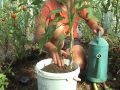 Cultiver des tomates en pot