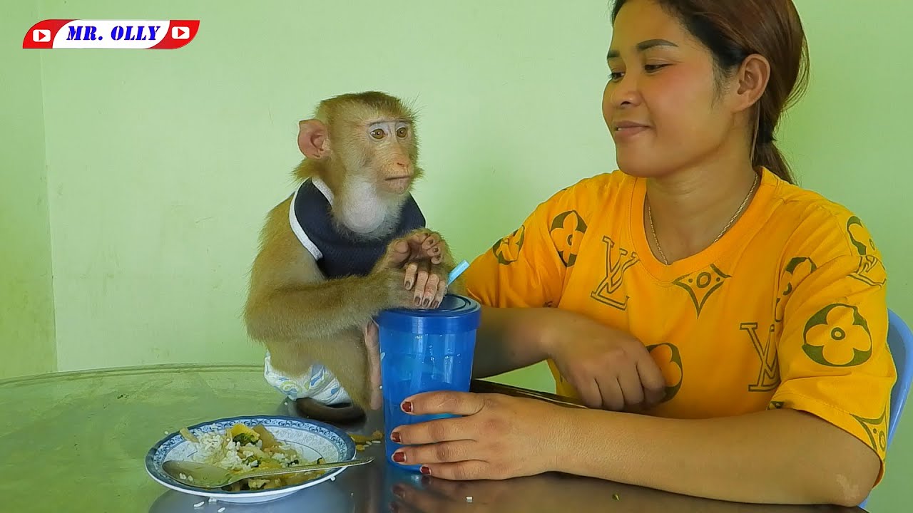 Smart Mr. Kako Have Lunch On Table Routine