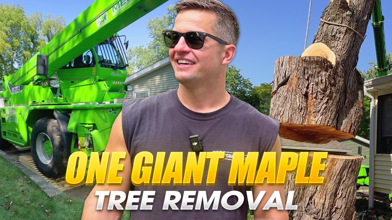 DANGEROUS TREE REMOVAL - Drone Action - YouTube