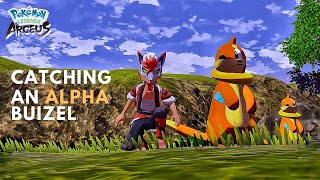 Catching An Alpha Buizel In Pokemon Legends Arceus