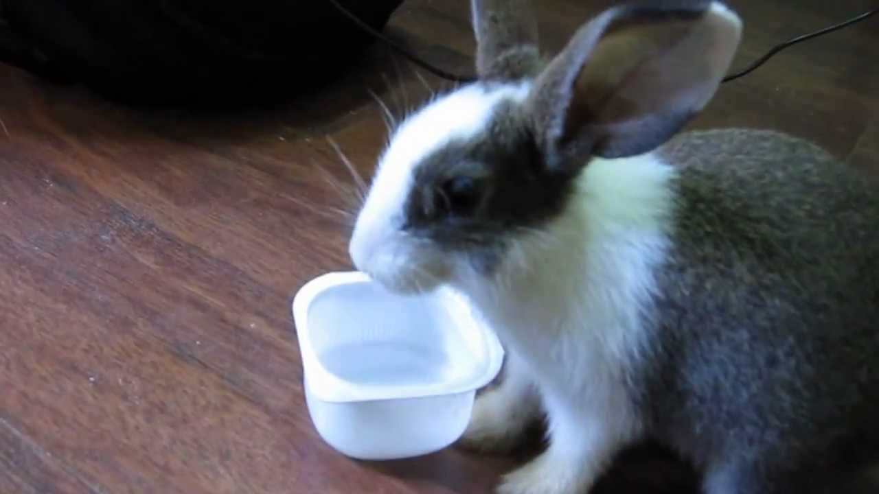 rabbit yogurt