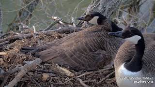 Mother Goose lays Egg#4  approx  7.17am on  3\/15\/2024 at Decorah eagle cam (courtesy of explore.org)
