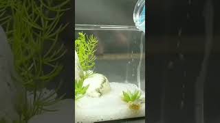 Worlds Smallest Aquarium