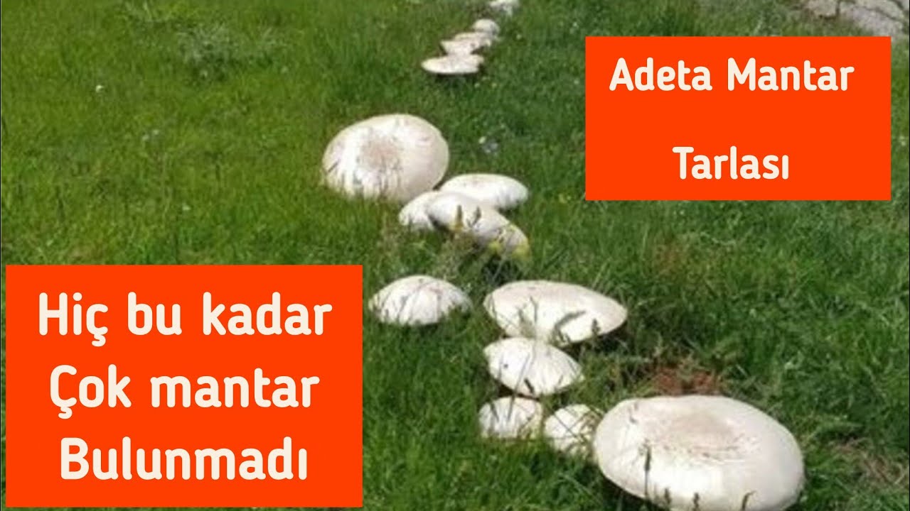 MANTAR TOPLAYICILARI BU VİDEOYU İZLEMEDEN GEÇMEYİN /MUHTEŞEM MANTARLARA DENK GELDİK İYİ SEYİRLER 