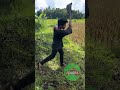 Mega Flying Cow Pow #top #foryou #shortvideo #comedy #funnyvideo #vairalvideo