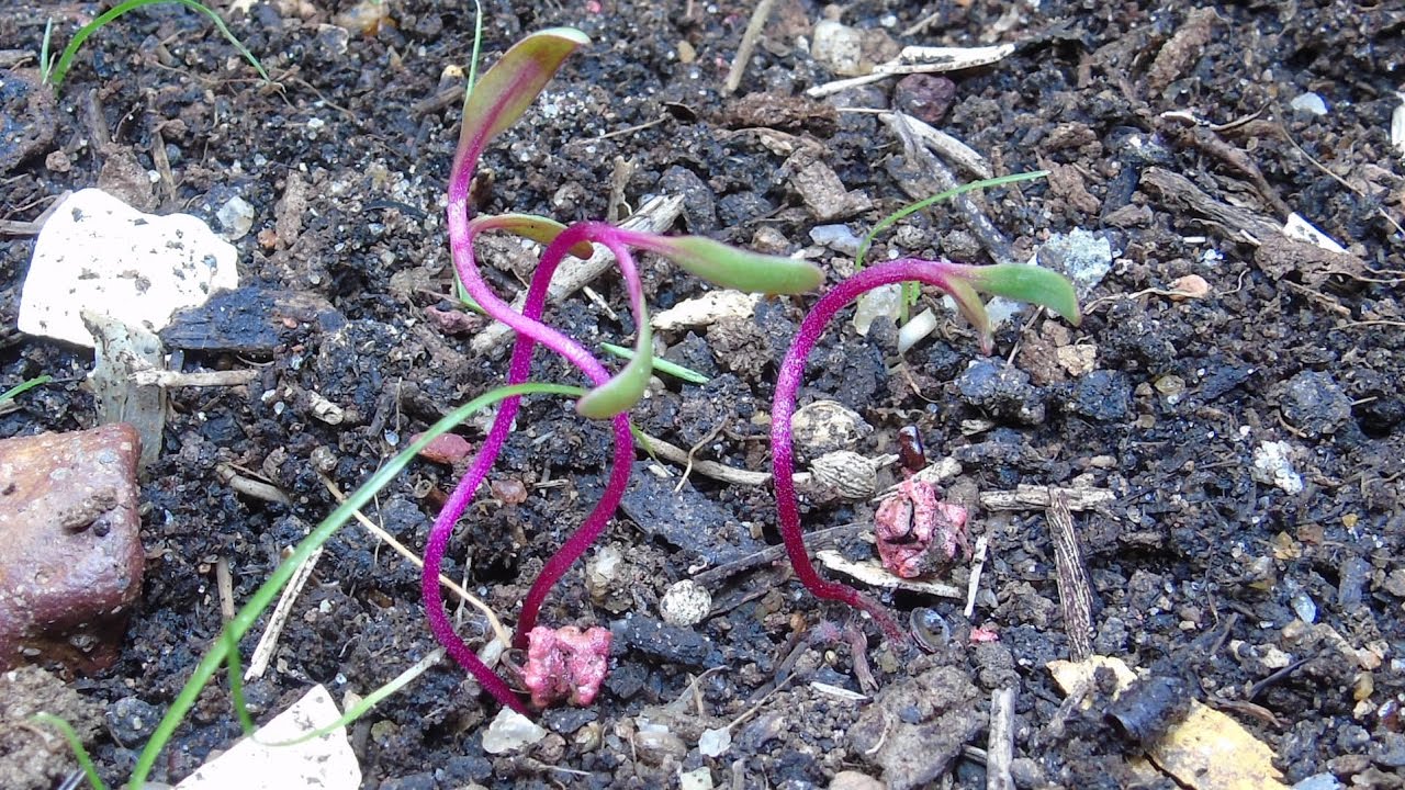 How to plant seeds in raised beds? 1 simple tip YouTube