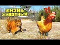 ГОЛОДНЫЙ КОТ ИЩЕТ ЕДУ! ЖИЗНЬ ЖИВОТНЫХ В GTA 5. Серия 9