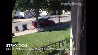 Stay Dog_Injured_San Leandro