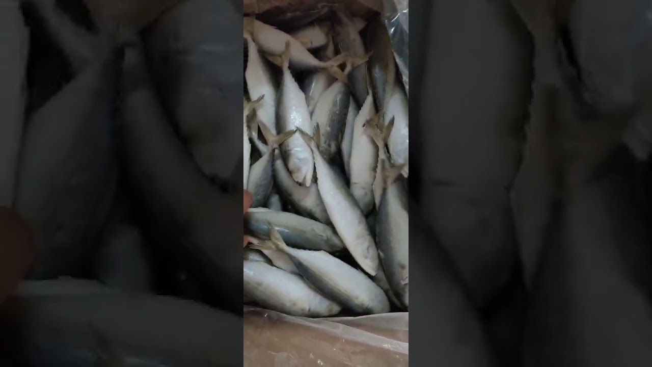 caharbor seafood Indian mackerel IQF frozen fish