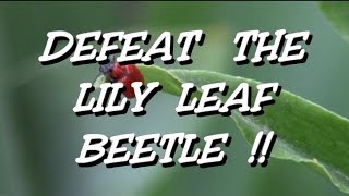 Scarlet Red Lily Leaf Beetle pesticide-free control