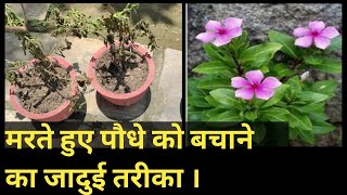 मरते हुए पौधे को कैसे बचाएँ ।How to Revive Dead Plants.Trick To revive Dead almost dead plant.