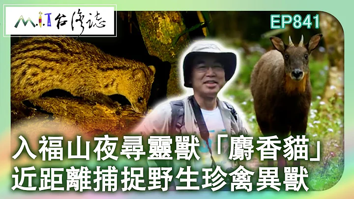 入福山夜尋靈獸「麝香貓」 近距離捕捉野生珍禽異獸｜宜蘭縣員山鄉 麥覺明【@ctvmit841集】 - 天天要聞
