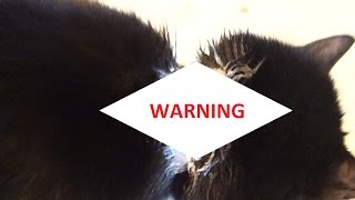 FLEA COLLAR BURNED MY CAT! WARNING