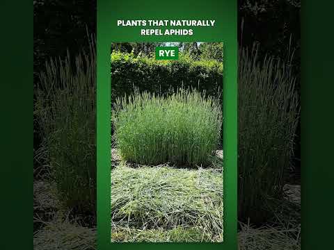 Video: Växter som naturligt stöter bort bladlöss - Bekämpa bladlöss med växter