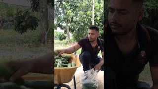 🥒 Fresh Cucumber Packing Process | 4-Day Harvest Journey #Agromakan #CucumberPacking #cucumber