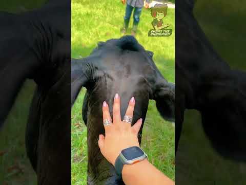 🔴LAS VACAS SON INSANAS😂🌀Parodia Español🌀 #humor #ranking #comedia #parodia #fandub #memes #art