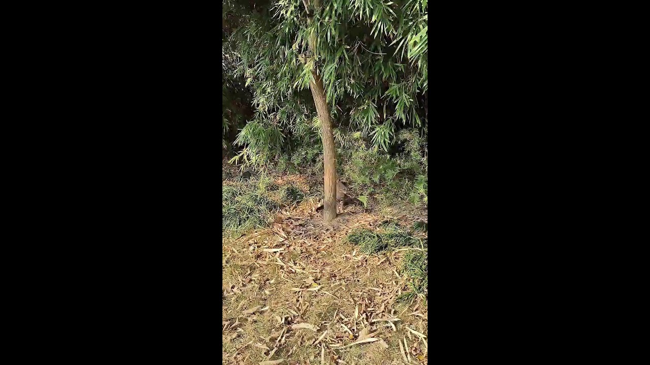 LIVE | Cat POV � Quiet Walks Through a Cat’s Day | Watching the World Like a Cat 2026-01-13 