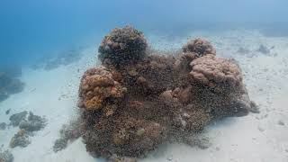 Deep Blue Divers | 2019 Highlights
