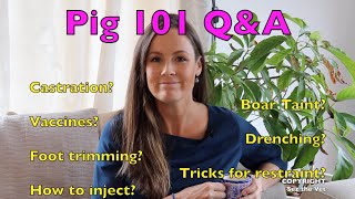 PIG KEEPING 101; TIPS FROM A VET | Q&A with tea | Sez the Vet