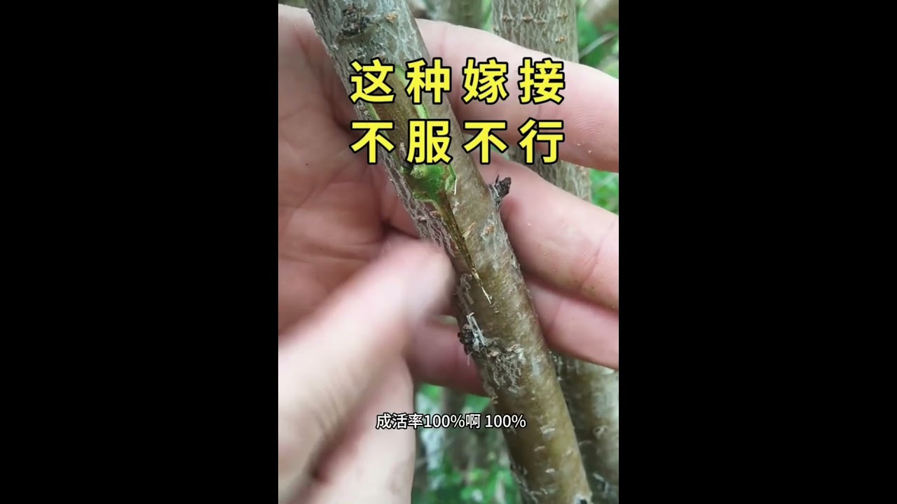 這種嫁接方法太棒了！嫁接成活率幾乎達到百分之百，這麼好的方法趕快去嘗試吧
