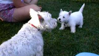 Westie puppy chats with 10 year old westie, who gets the last  bark?