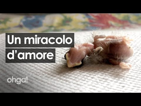 Video: Come prendersi cura di un piccioncino: 8 passaggi (con immagini)