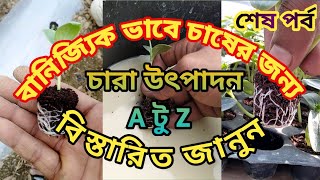 তরমুজের বীজ থেকে চারা তৈরি-শেষ পর্ব !!! হলুদ তরমুজ চাষ পদ্ধতি !!!  Golden Crown Water Melon Cultivat