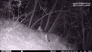 Monitor Lupi Subadulti.