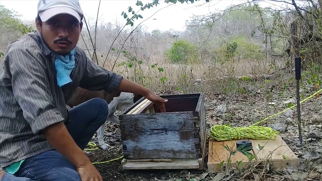 INSTALACIÓN DE TRAMPA PARA CASAR ENJAMBRES