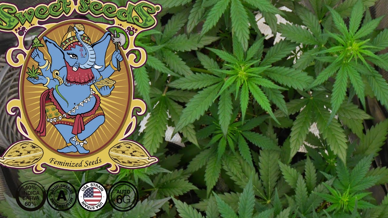 Jet Fuel Mandarine XL Auto | Week 5 | Sweet Seeds (Autoflower)