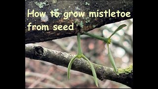 How to grow your own mistletoe