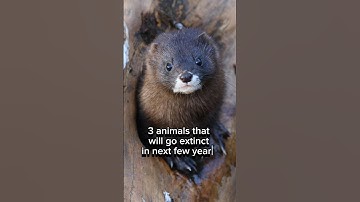3 animals that will go extinct in next few years (Part 8)#shorts #shorts #viralvideo #viralshort