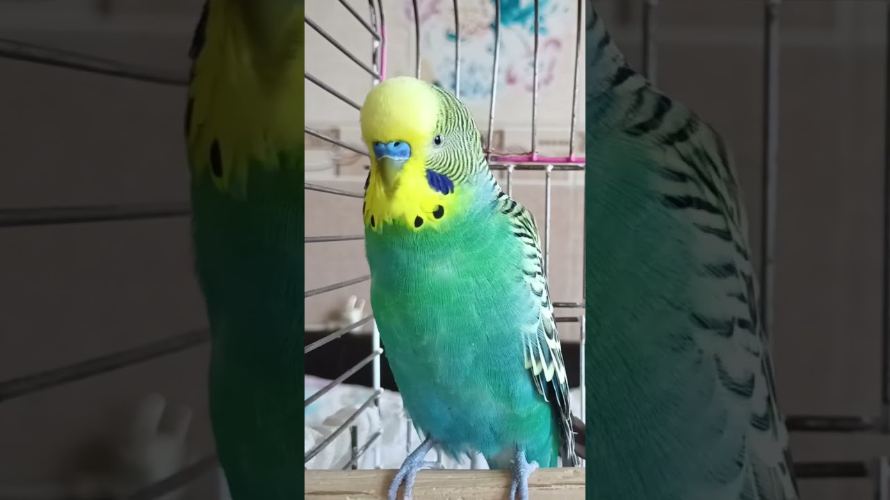 Yüzlerce Kuşu Konuşturan Efsane Ses! 🐦| Muhabbet Kuşu Konuşturma Videosu 🎤 #birds #budgies