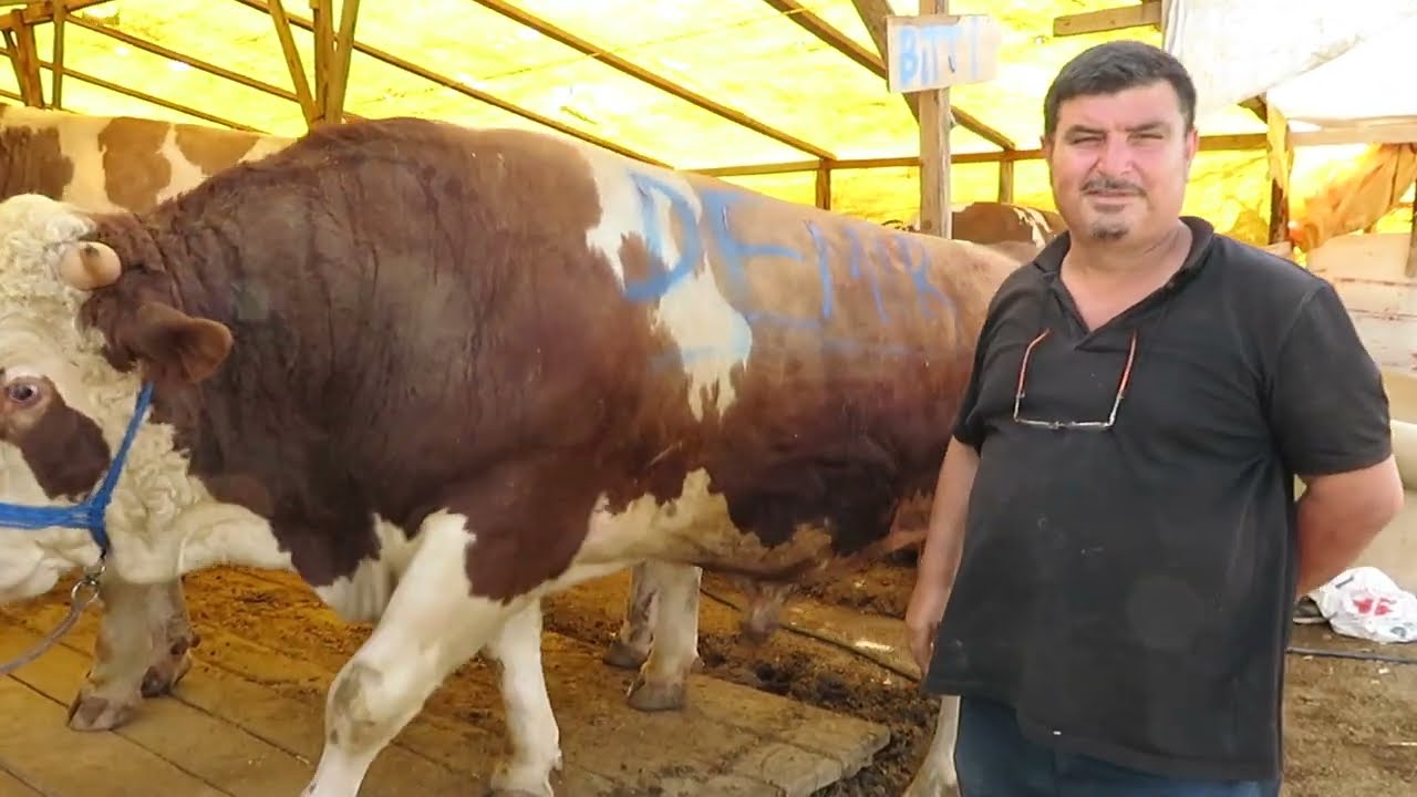 ❤️ 2022 Kurban Bİtti Maşallah    Boyabat lı Zafer Bey  İstanbul Ferhatpaşa Hayırlı Bayramlar 🇹🇷👐