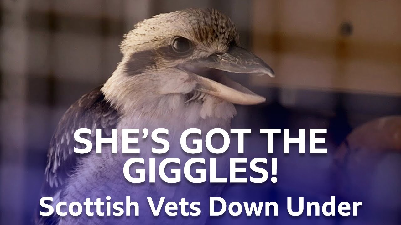 Laughing Kookaburras And A Barking Owl | Scottish Vets Down Under 