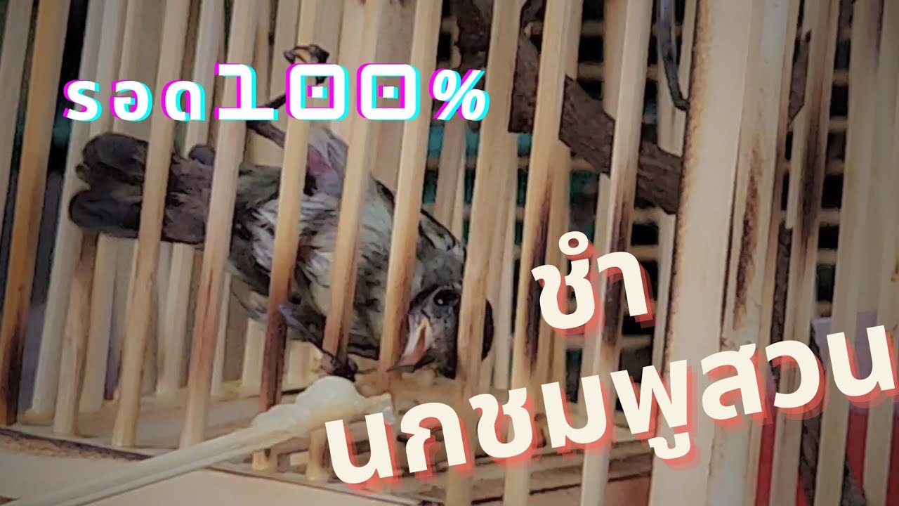 ชำนกชมพูสวนอย่างไรให้รอด ดูแลนกใหม่อย่างไรไม่ให้ตาย : หมากัดไก่ Hunter