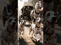 Dog Facts #3 #shorts #dalmatiandog #dalmatians