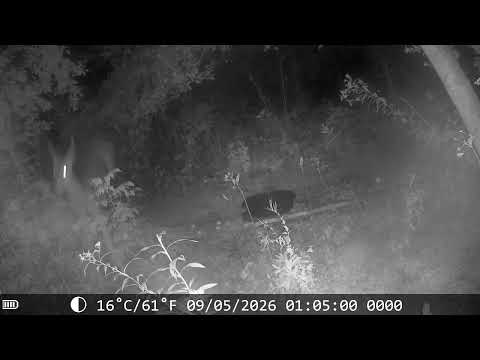 Recent visitors to the trail cam