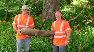 Cannon found during dredging of Lake LaVerne on Iowa State University campus