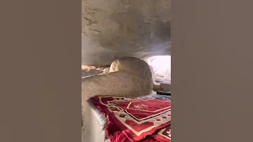 غار ثور حيث دخل ر س ول الل ه ﷺ وأبو بكر الصديق رضي الله عنه في الهجرة مكة المكرمة 