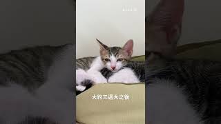 小貓為什麼是藍眼睛？長大眼睛會變色嗎？