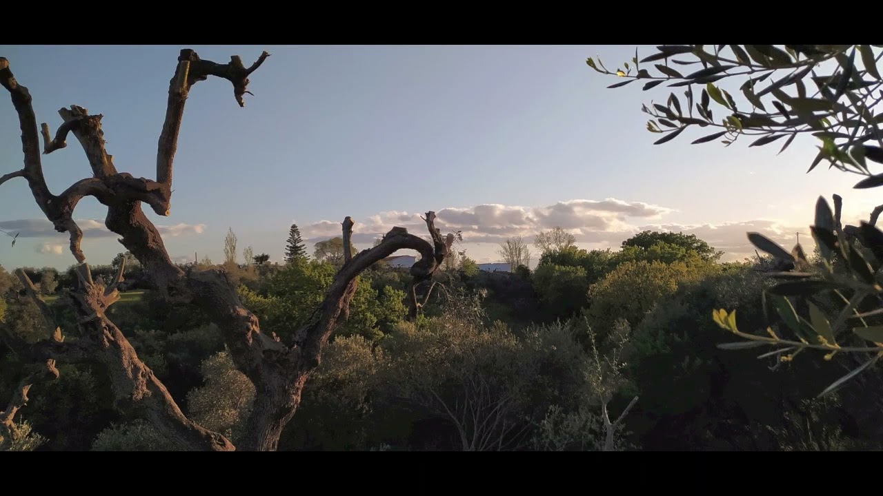 La foresta dei fossi di Serricchio -Pisticci Basilicata-